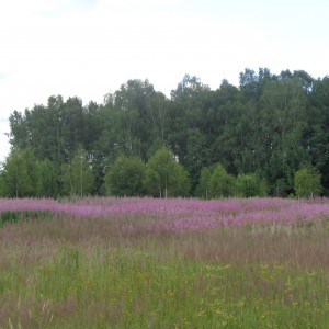 Русское поле через дорогу от посёлка "Лесная капель"